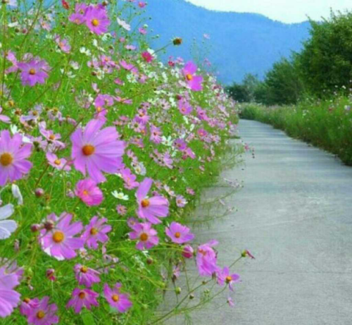 장하 이미지