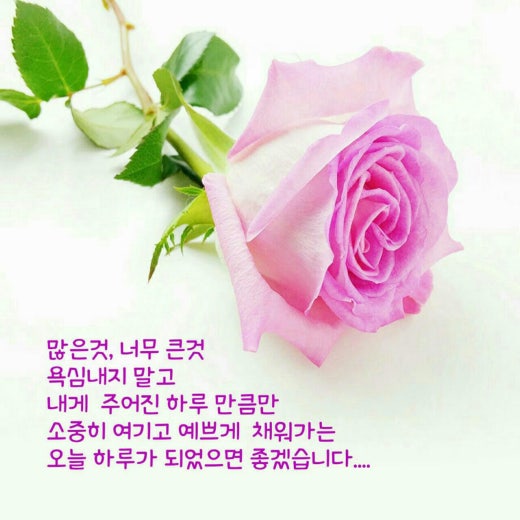 세잎클로버 이미지