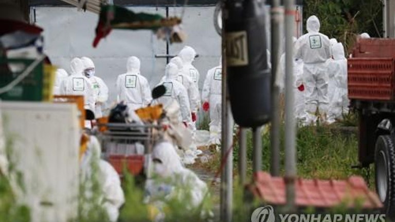 정부 "가금류 100마리 미만 사육농가 전수 수매 도태"(종합)