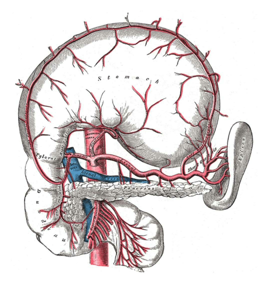 85개 Abdominal aorta 스톡 일러스트레이션 | DepositPhotos, image size:1070x1124