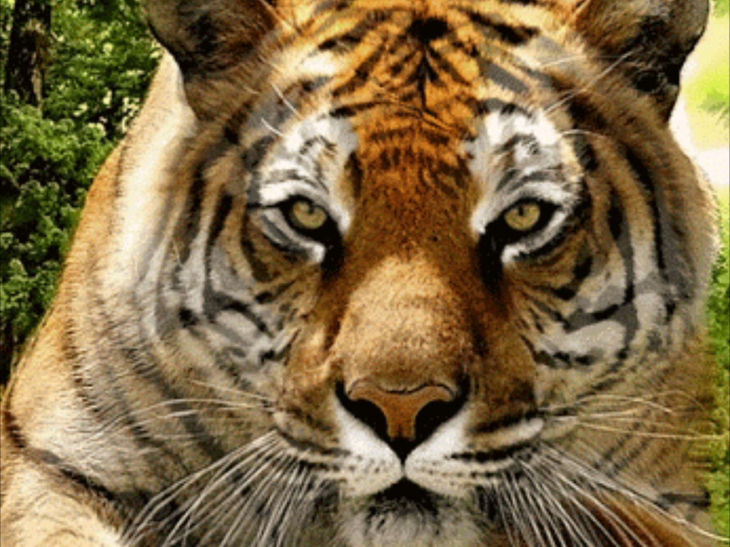 BS21칭구야 | BAND