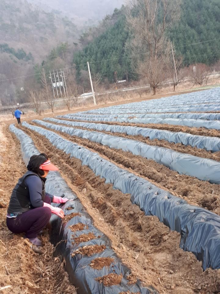 오후에 밭 갈았다는 소식을 듣고 부리나케 내려왔다. 지금 시각 어둠이 짙어지도록 씨감자 3이랑을 놓고 보람찬 농...