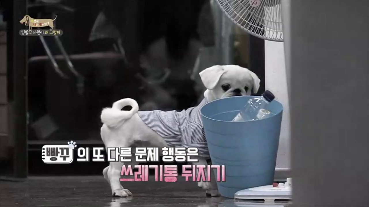BAND Page 이물 대신 간식 줄 때 보상으로 여기지 않도록 유의하세요~ #빵꾸 #세상에나쁜개는없다 #세상_최고_업무_방해견_빵구 #이식증 #훈육 