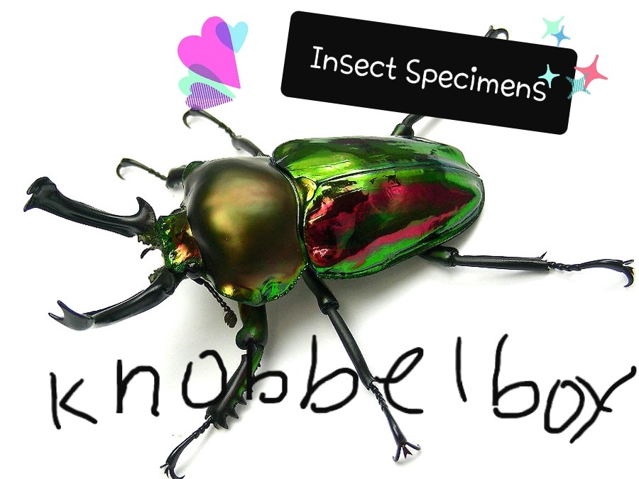 I.S]Isect Specimens☆ BAND