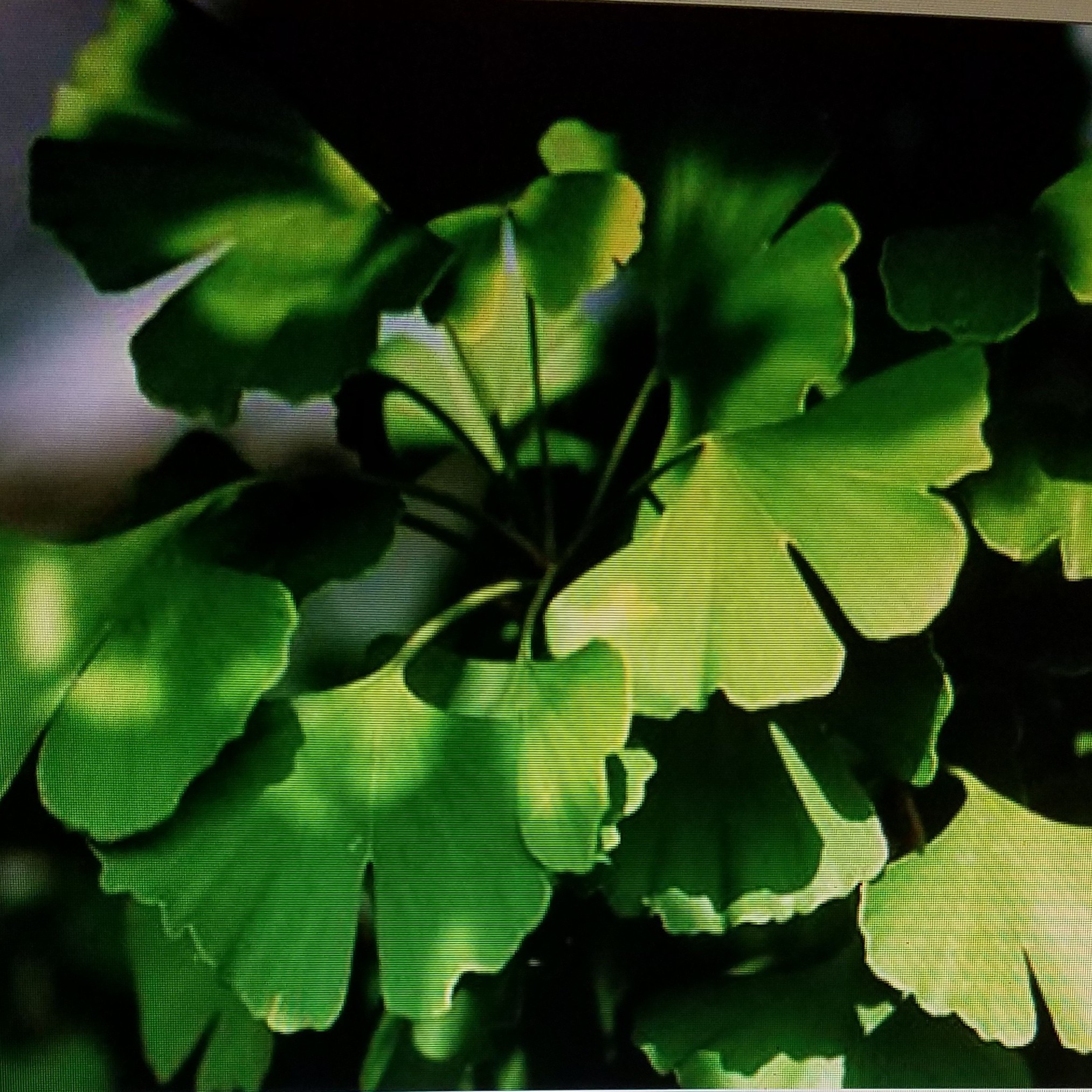 Radio Mabou International BAND Page