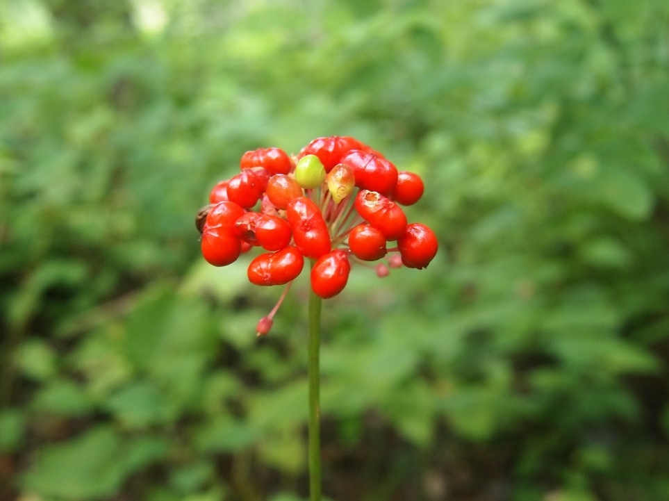 산삼나라▷산약초.버섯.야생화.담금주.산행기.귀농.백두산 자연인▷백사모 | 밴드