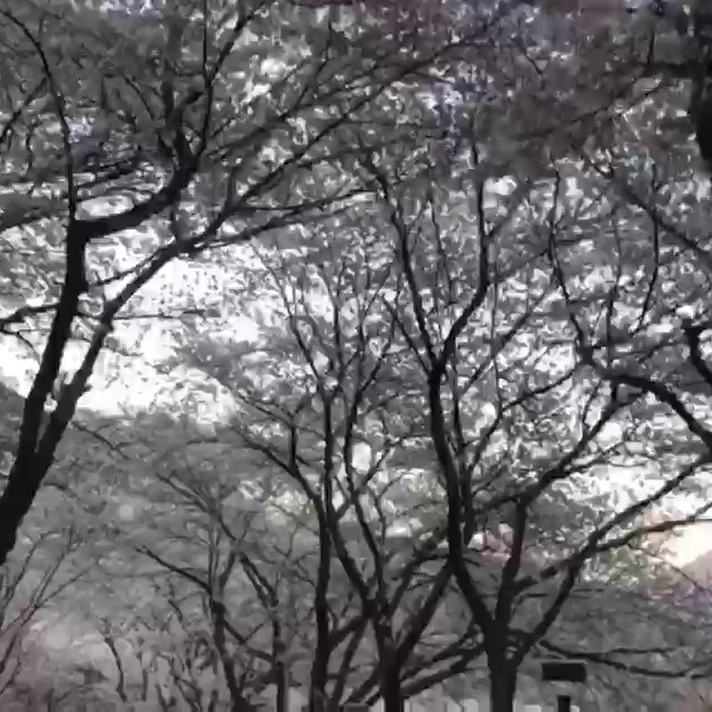 마로다연 | 밴드 스님 , 이 좋은 봄 날 뭐하세요.? 전화가왔다. 나 법당에 앉아 앞 마당 꽃구경 하고 있어요. 그래도 그렇지 서울 사람도 꽃구경... 