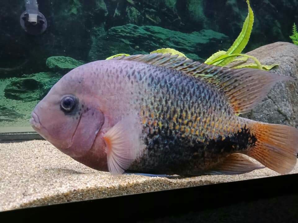 Tropical fish in Peterborough and Cambridgeshire BAND