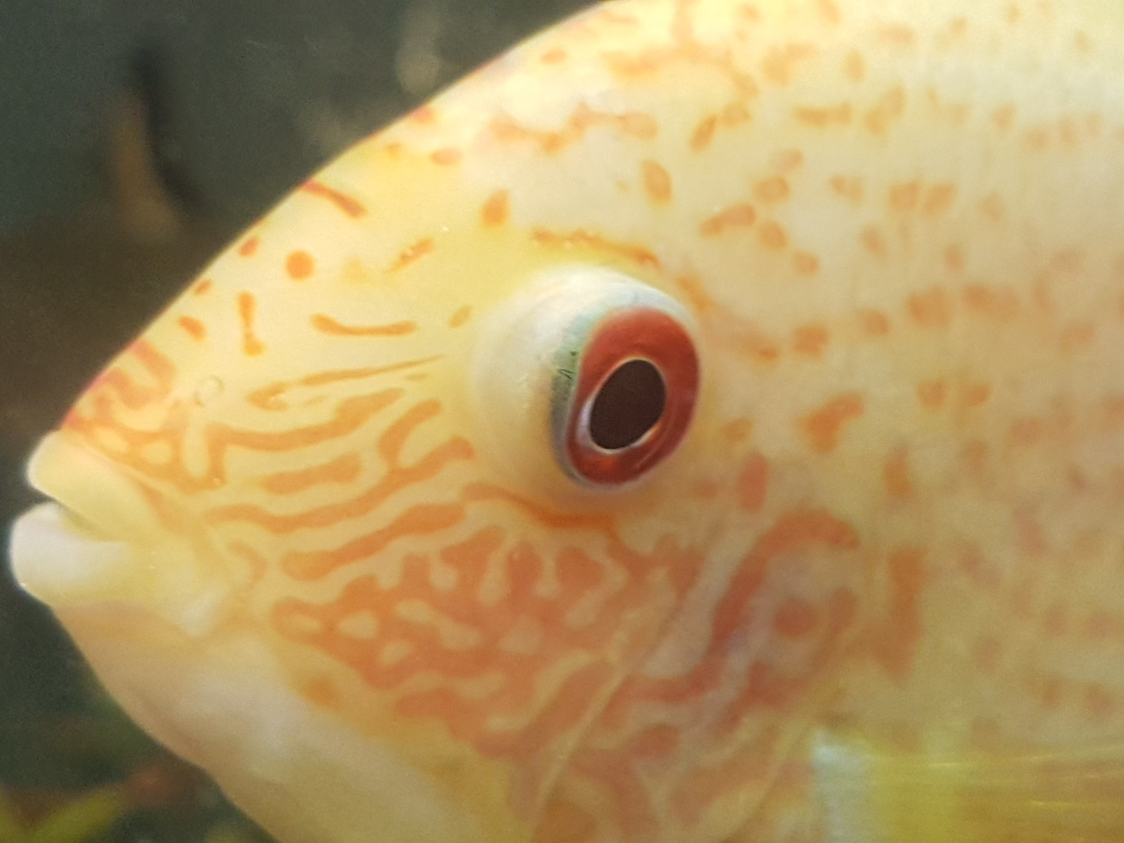 Kaspa's Exotics scales and tails BAND Page