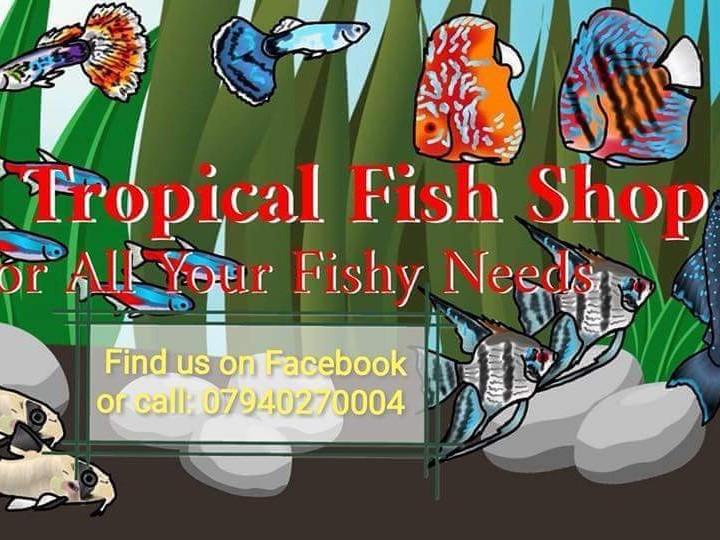 The Tropical Fish Shop BAND Page