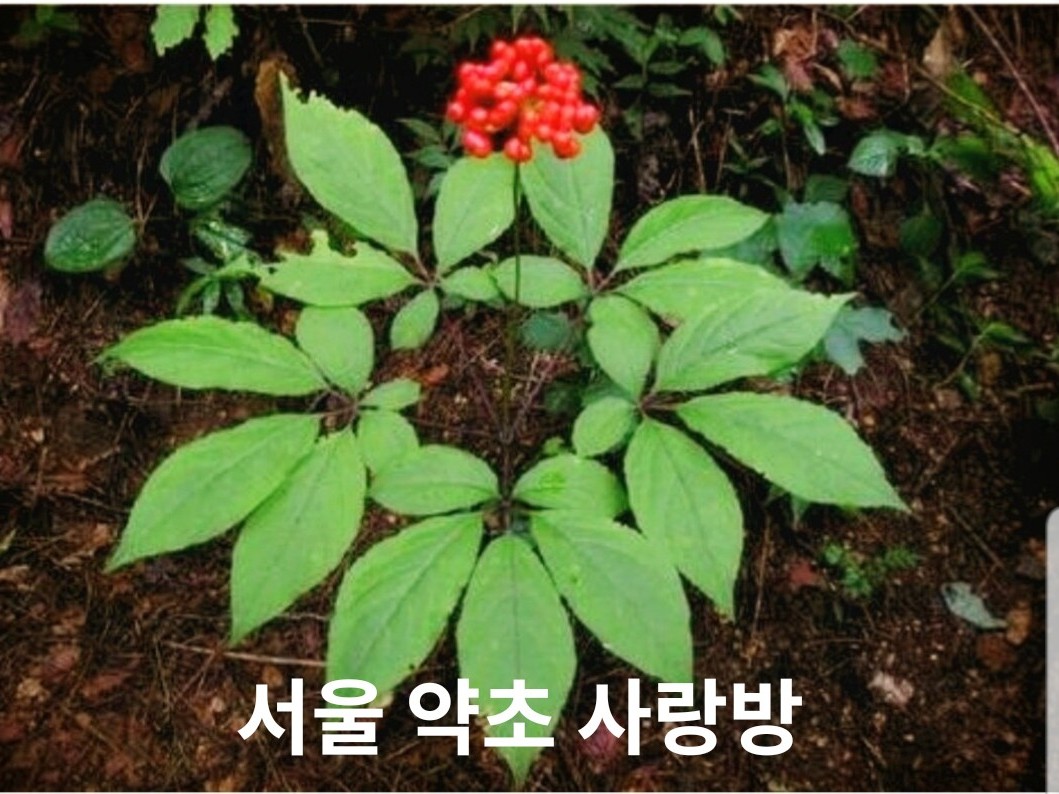 서울 약초 사랑방~ | 밴드