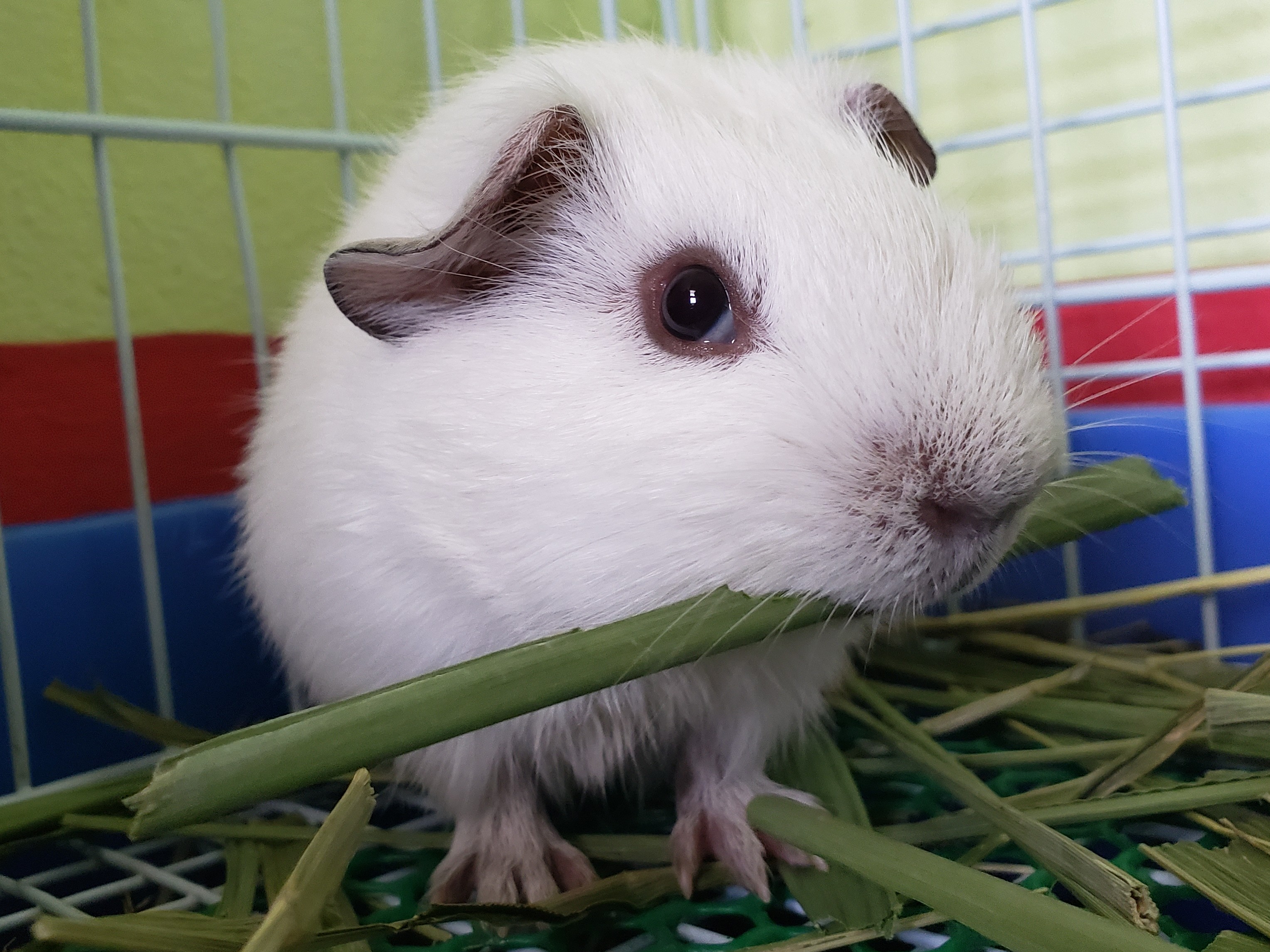 Cavy Family BAND Page