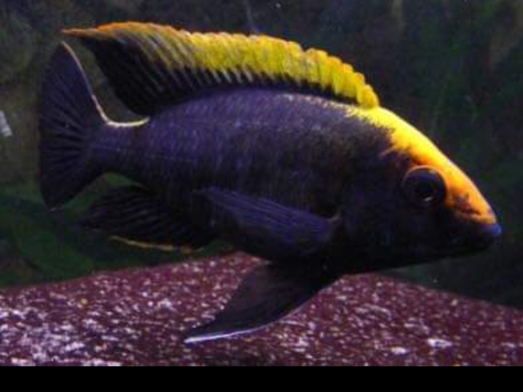 Aquarium fish sales in ipswich,suffolk BAND