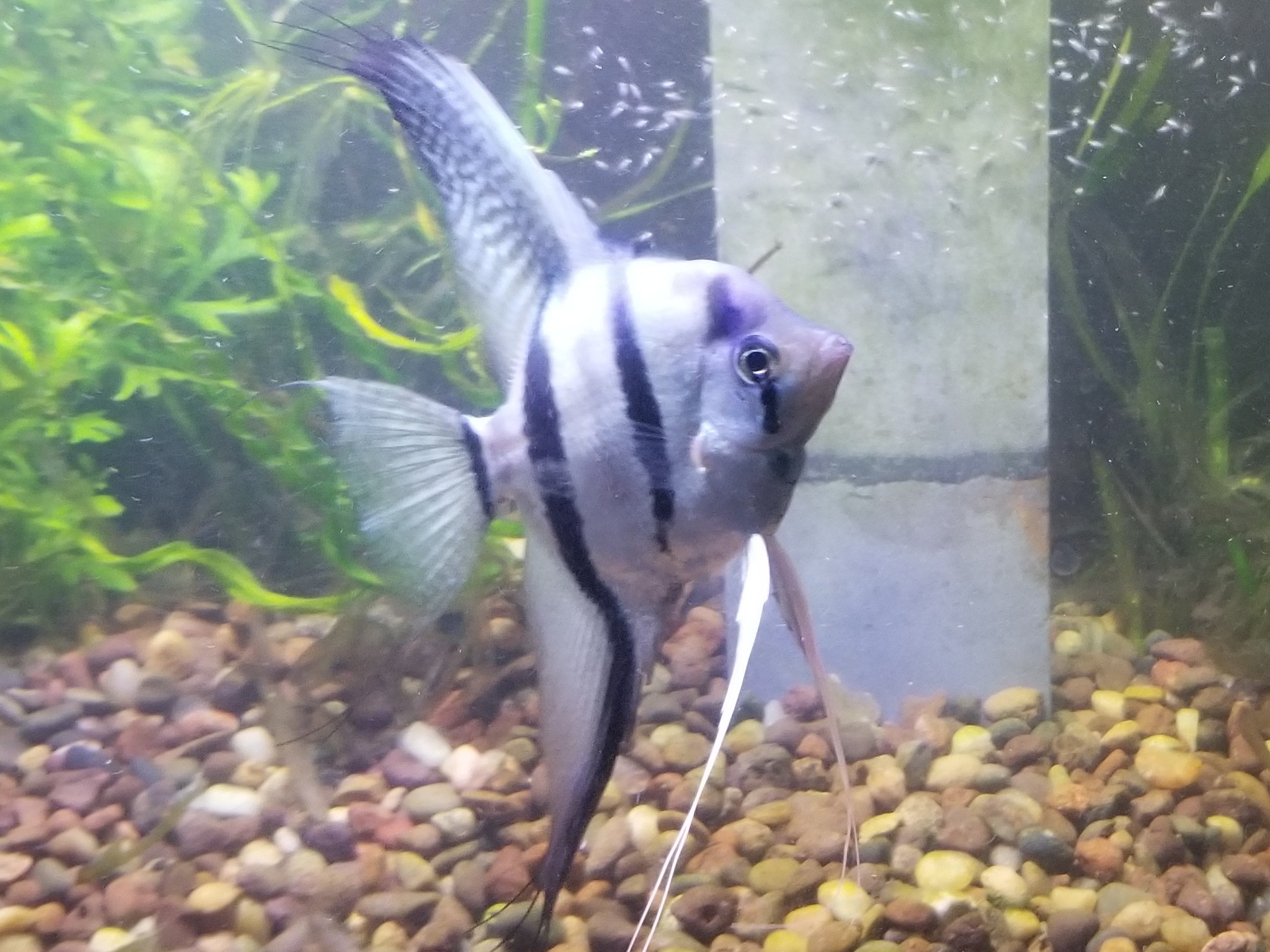 Chicago Aquarium Club(CAC) BAND