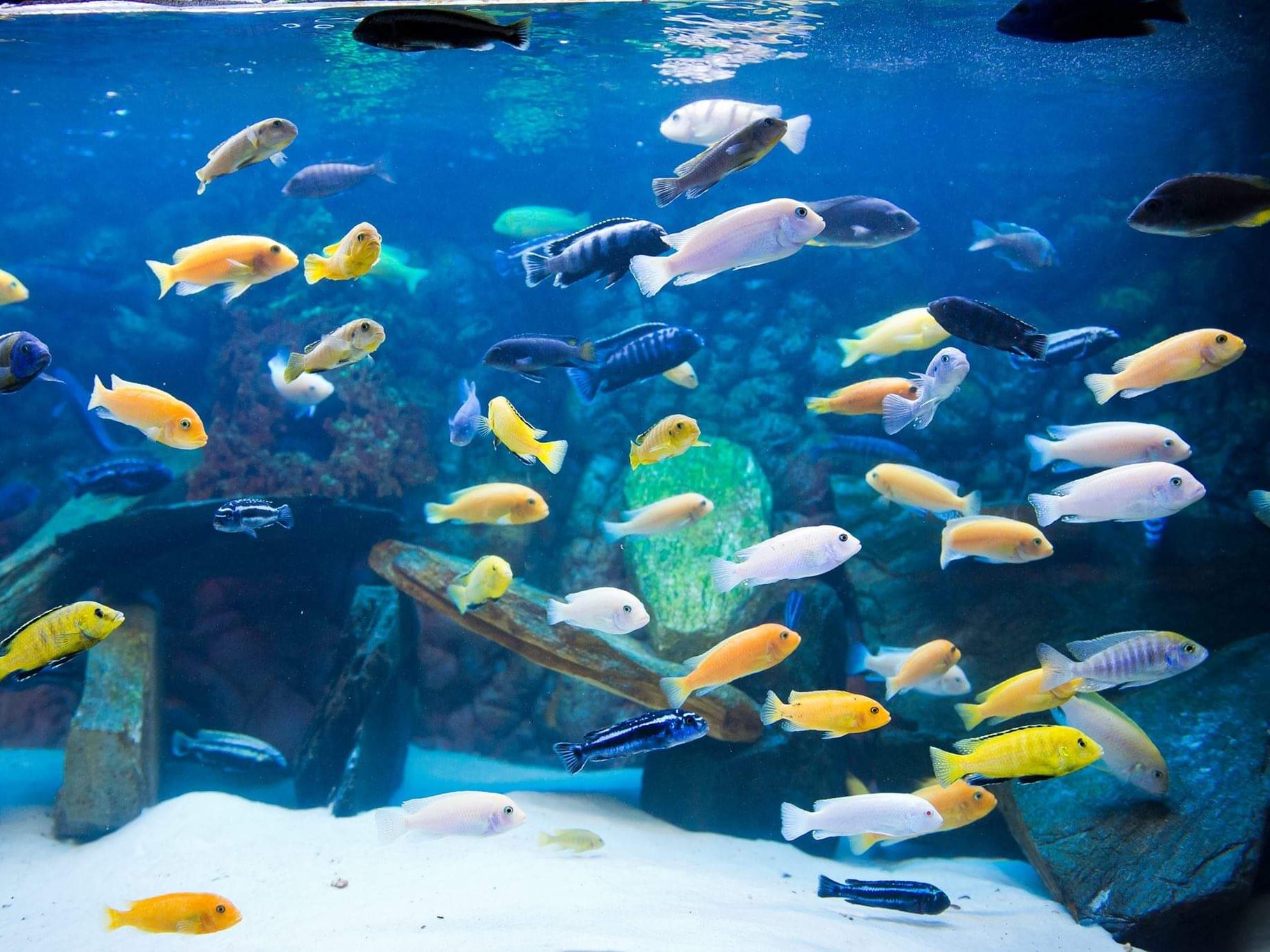 Chicagoland Cichlids & Freshwater Fish BAND