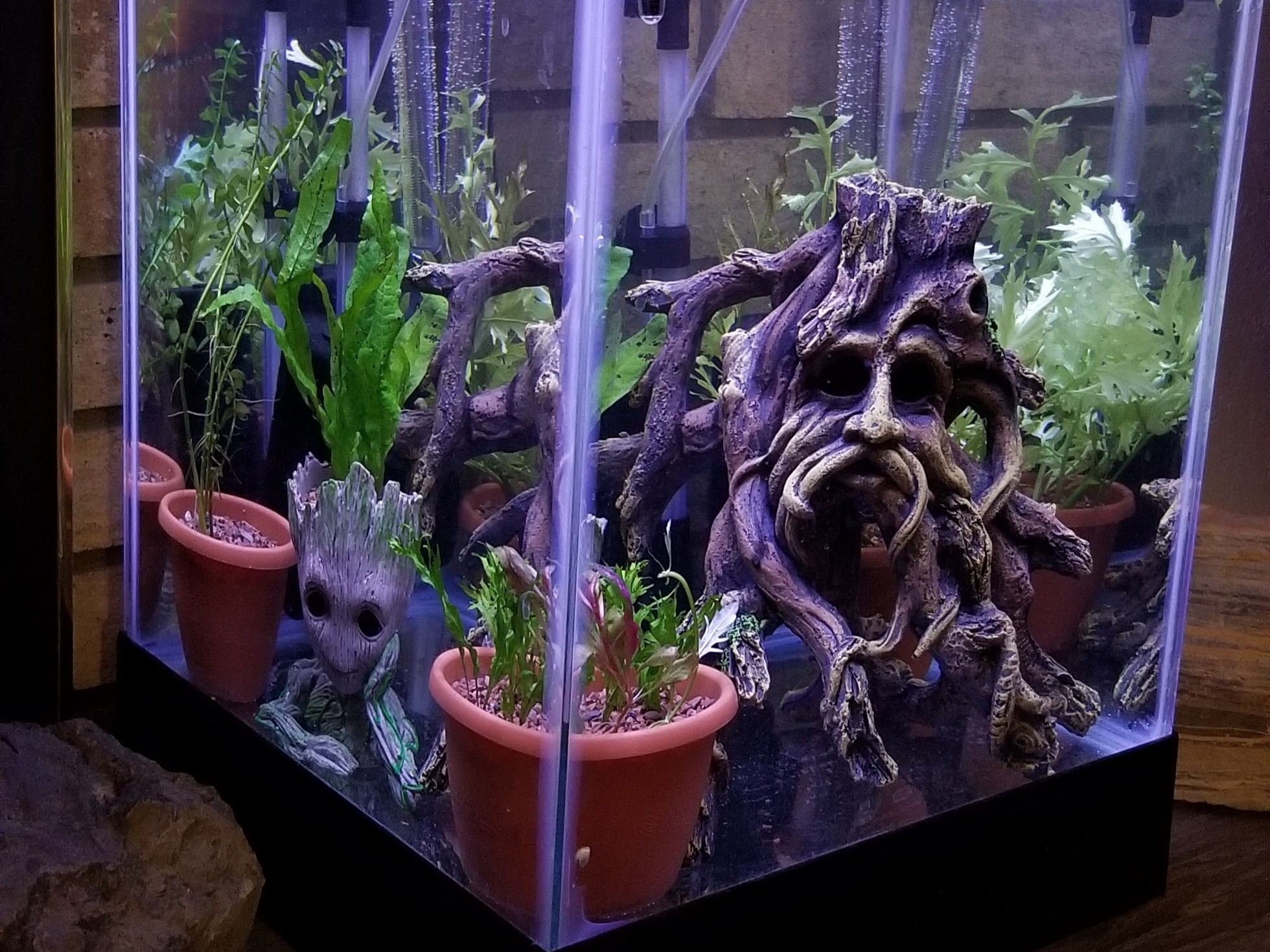 Grand Junction Colorado planted (or not) aquariums BAND
