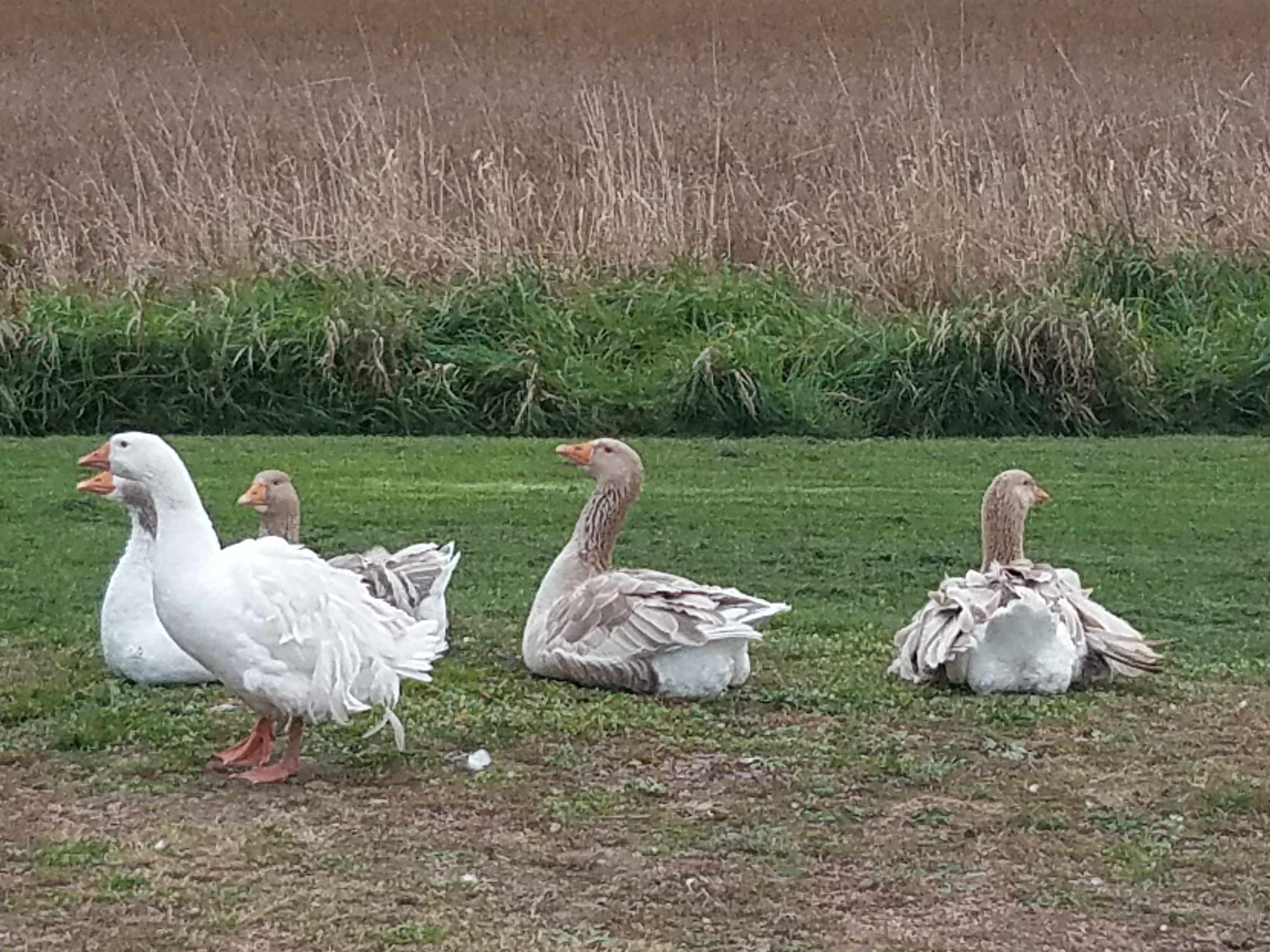 Wisconsin chickens BAND