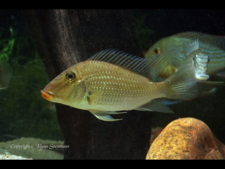 tropical fish for sale BAND