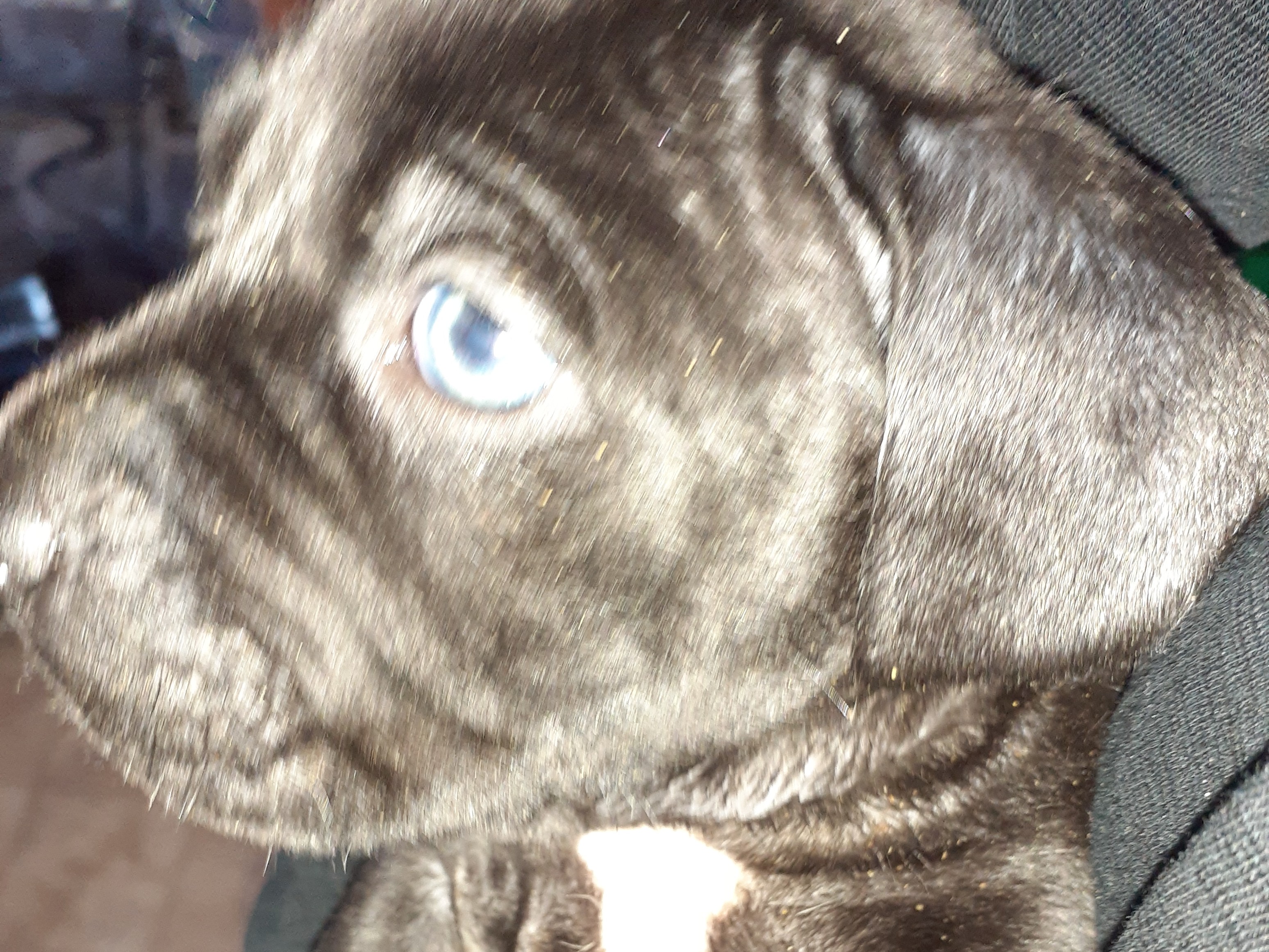 Craigslist Pets Idaho 32 - mhs7pia