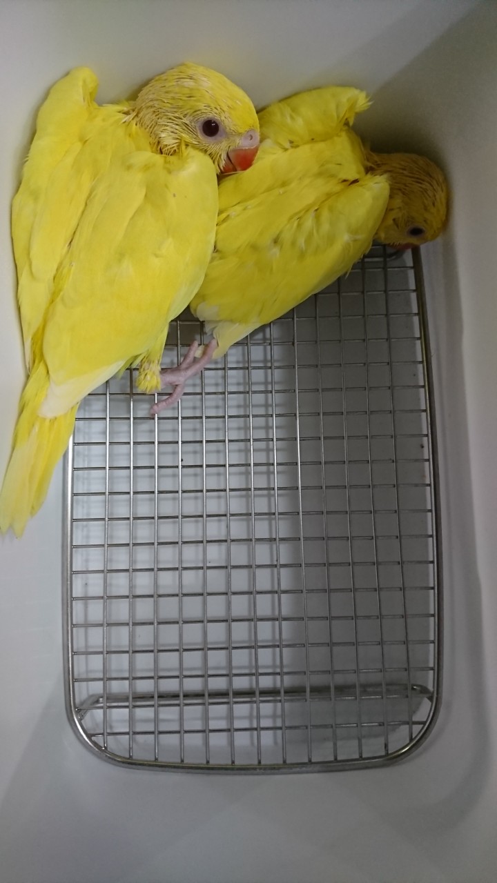 鸚鵡買賣交流平台| BAND