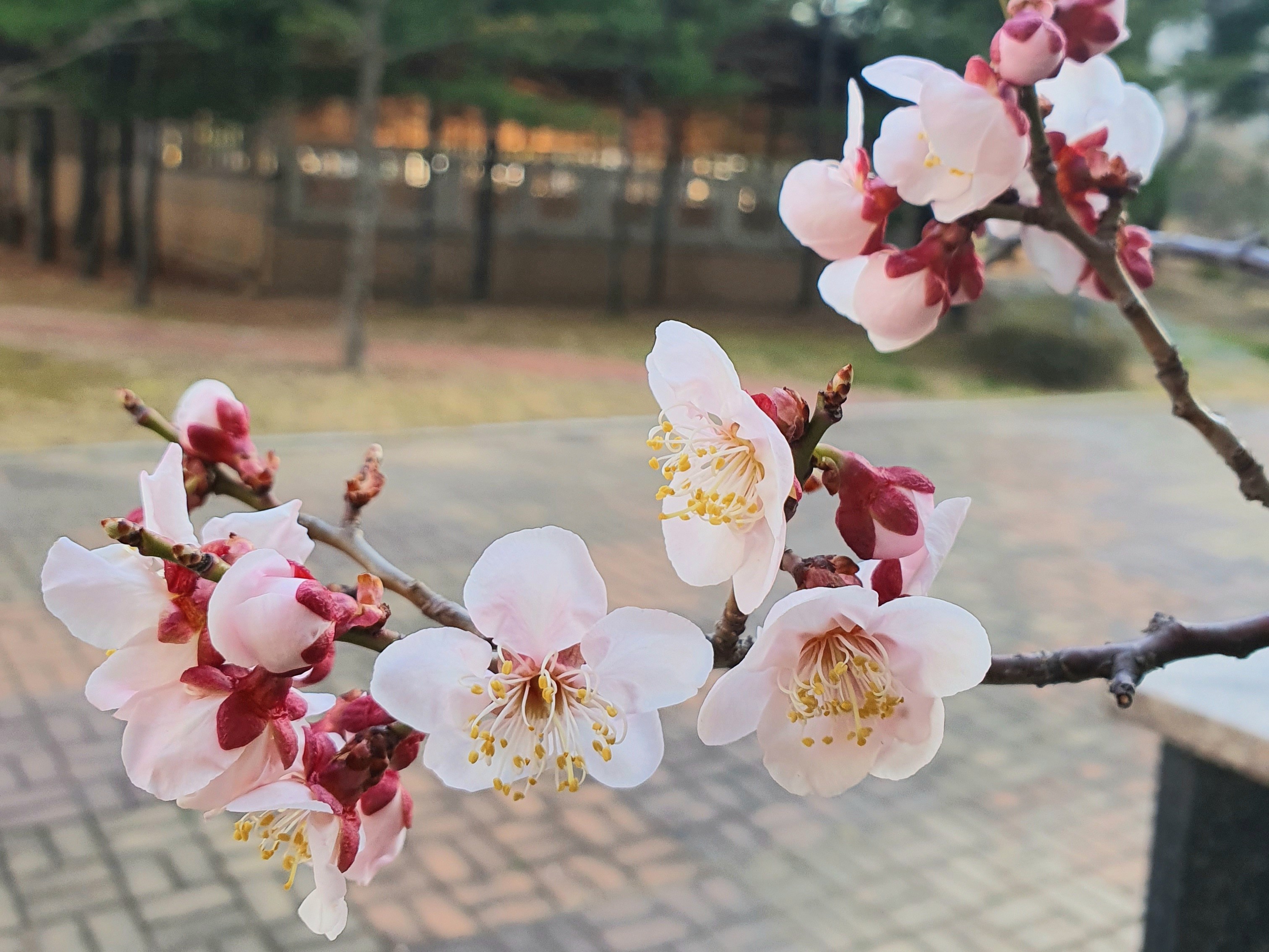 2020 1 3 BAND 2020-1-3-band