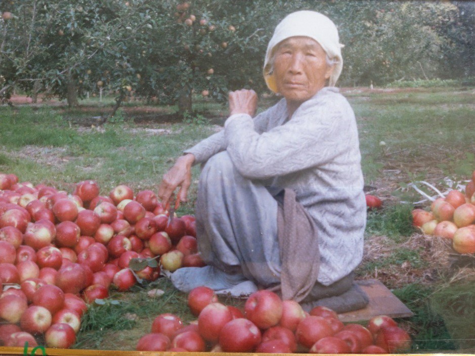 별빛농원(청송사과 직거래) | 밴드