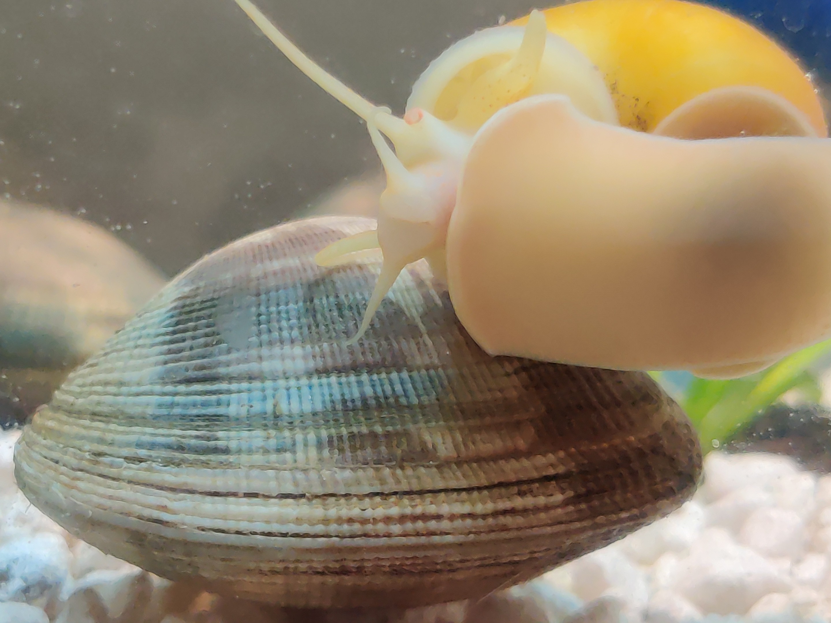Seattle Mystery Snails and Friends BAND