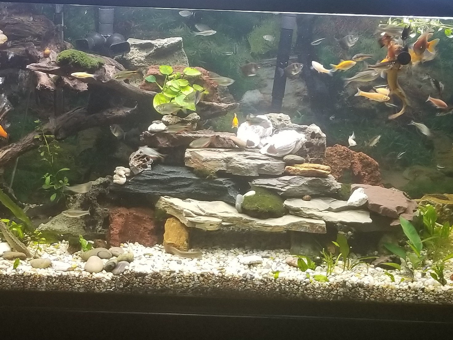 Central Pa fish and aquarium BAND