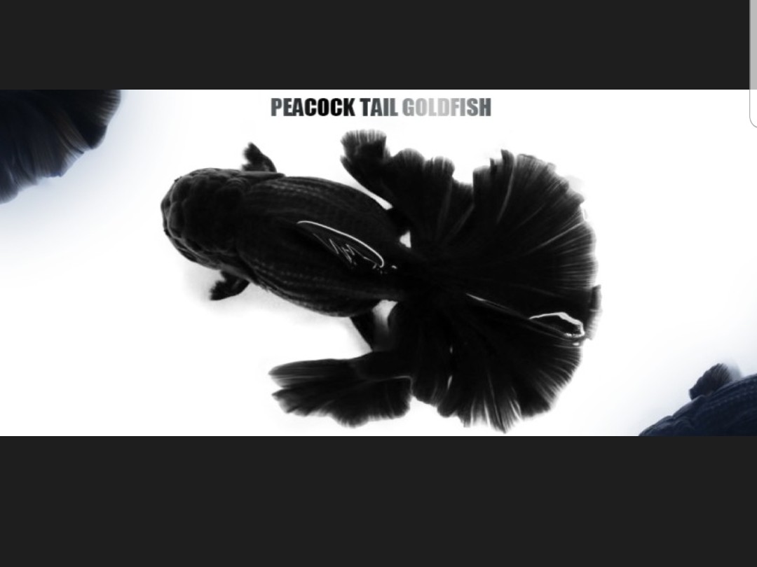 PEACOCK TAIL GOLDFISH BAND