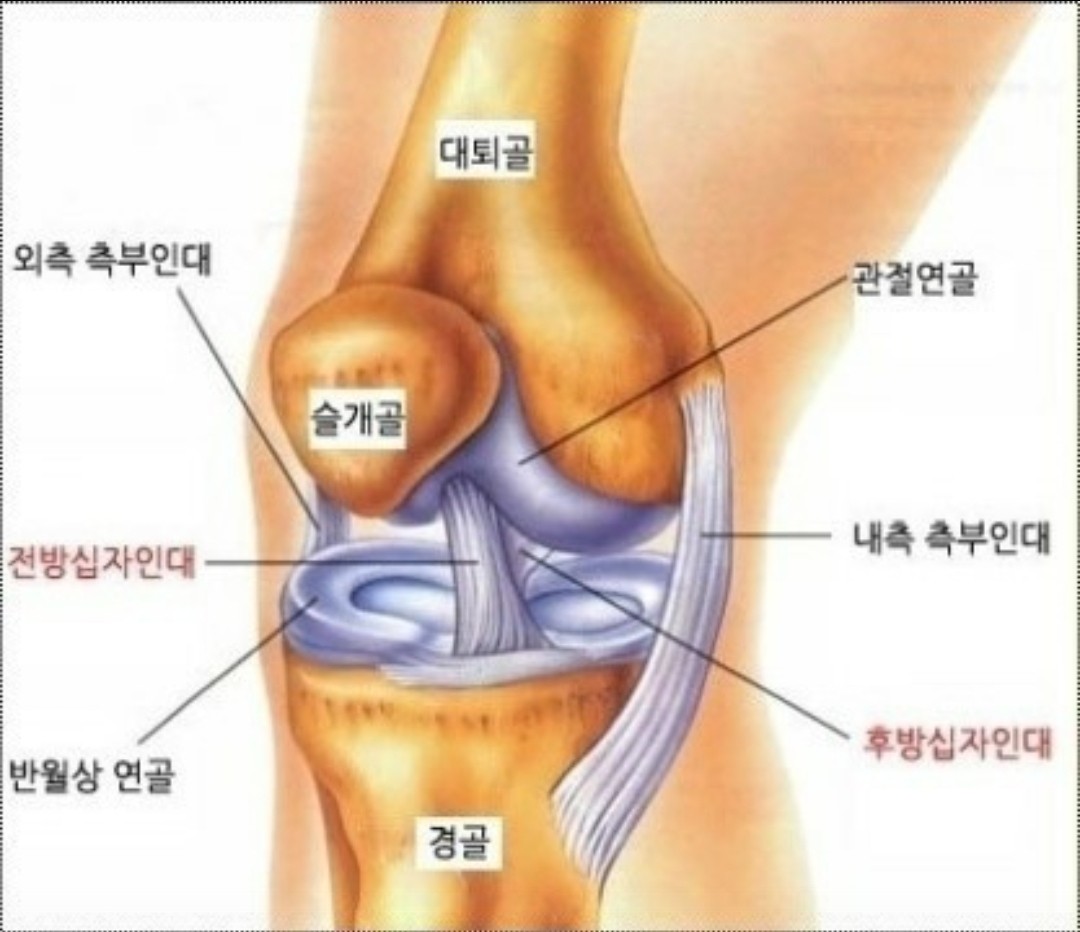 척추ㆍ근골격계환우모임 기공심리운동교정요법 건강정보 Band