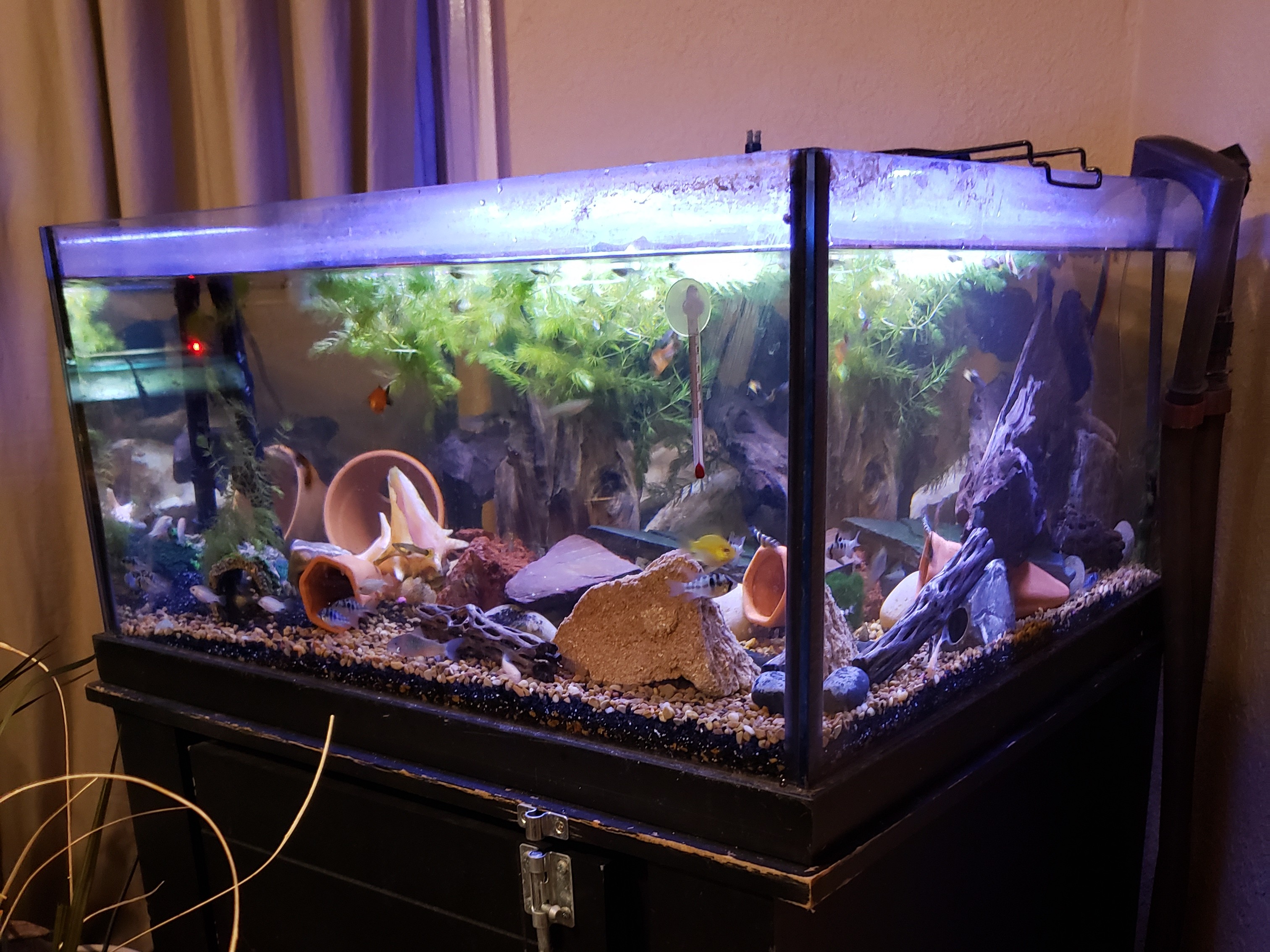 Jacksonville Fish, Aquarium and Accessories 4Sale BAND