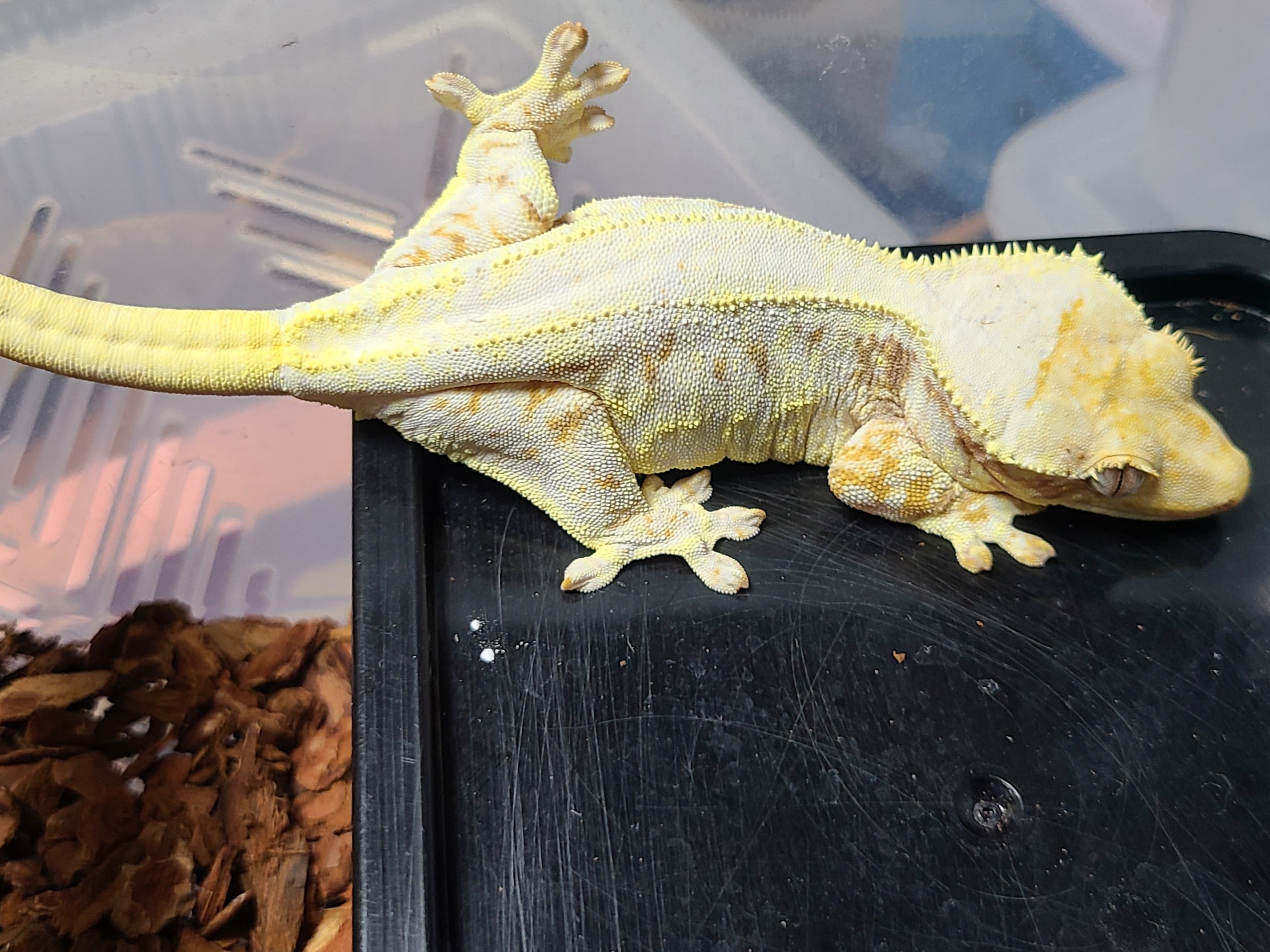 더쥬 크레스티드게코 밴드(The Zoo) BAND